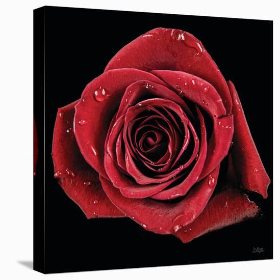 Broken Heart Rose-Donnie Quillen-Stretched Canvas