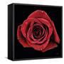 Broken Heart Rose-Donnie Quillen-Framed Stretched Canvas