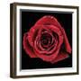 Broken Heart Rose-Donnie Quillen-Framed Art Print