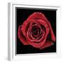 Broken Heart Rose-Donnie Quillen-Framed Art Print