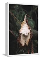 broken off branch in the Teutoburg Forest.-Nadja Jacke-Framed Photographic Print