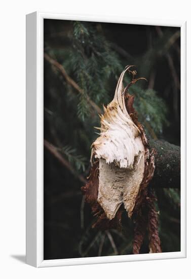 broken off branch in the Teutoburg Forest.-Nadja Jacke-Framed Photographic Print