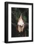 broken off branch in the Teutoburg Forest.-Nadja Jacke-Framed Photographic Print