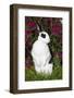 Broken Pattern Mini Rex Rabbit Standing Up on Carrot Tops, Elburn, Illinois, USA-Lynn M^ Stone-Framed Photographic Print