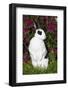 Broken Pattern Mini Rex Rabbit Standing Up on Carrot Tops, Elburn, Illinois, USA-Lynn M^ Stone-Framed Photographic Print