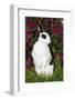 Broken Pattern Mini Rex Rabbit Standing Up on Carrot Tops, Elburn, Illinois, USA-Lynn M^ Stone-Framed Photographic Print