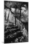 Broken Steps, Charleville Forest, County Offaly, Ireland-Simon Marsden-Mounted Giclee Print