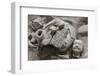 Broken Terracotta Soldier at Qin Shi Huangdi Tomb-null-Framed Photographic Print