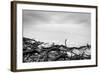 Broken Tree Branches on the Beach after Storm. Sea on a Cloudy Cold Day. Black and White, far Horiz-Michal Bednarek-Framed Photographic Print