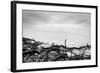 Broken Tree Branches on the Beach after Storm. Sea on a Cloudy Cold Day. Black and White, far Horiz-Michal Bednarek-Framed Photographic Print