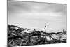 Broken Tree Branches on the Beach after Storm. Sea on a Cloudy Cold Day. Black and White, far Horiz-Michal Bednarek-Mounted Photographic Print