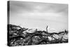 Broken Tree Branches on the Beach after Storm. Sea on a Cloudy Cold Day. Black and White, far Horiz-Michal Bednarek-Stretched Canvas
