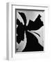 Broken Window, 1971-Brett Weston-Framed Photographic Print