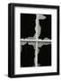 Broken Window, 1971-Brett Weston-Framed Photographic Print