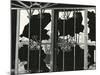 Broken Window and Metal, 1976-Brett Weston-Mounted Photographic Print
