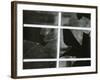 Broken Window, c. 1970-Brett Weston-Framed Photographic Print