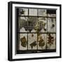 Broken Window With Flowers Growing-Fay Godwin-Framed Giclee Print