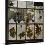 Broken Window With Flowers Growing-Fay Godwin-Mounted Giclee Print