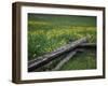 Broken Wooden Fence in a Field-null-Framed Photographic Print