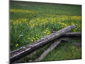 Broken Wooden Fence in a Field-null-Mounted Photographic Print