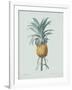 Bromelia Ananas - Celadon-Pierre Joseph Redoute-Framed Giclee Print