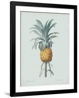 Bromelia Ananas - Celadon-Pierre Joseph Redoute-Framed Giclee Print