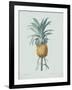 Bromelia Ananas - Celadon-Pierre Joseph Redoute-Framed Giclee Print