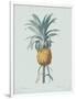 Bromelia Ananas - Celadon-Pierre Joseph Redoute-Framed Giclee Print