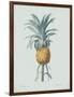 Bromelia Ananas - Celadon-Pierre Joseph Redoute-Framed Giclee Print