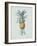 Bromelia Ananas - Celadon-Pierre Joseph Redoute-Framed Giclee Print