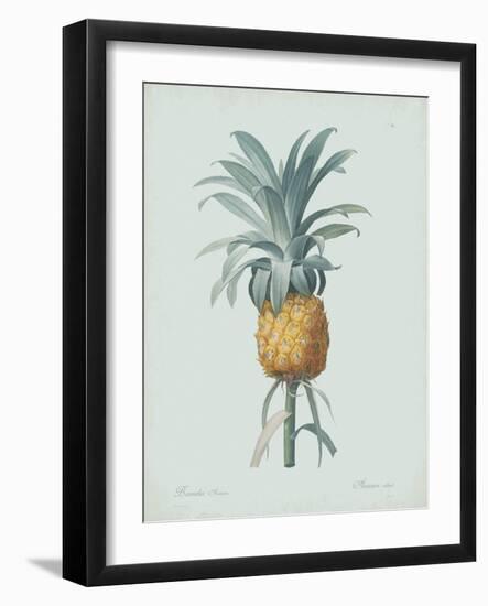 Bromelia Ananas - Celadon-Pierre Joseph Redoute-Framed Giclee Print