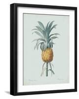 Bromelia Ananas - Celadon-Pierre Joseph Redoute-Framed Giclee Print