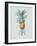 Bromelia Ananas - Celadon-Pierre Joseph Redoute-Framed Giclee Print