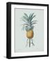 Bromelia Ananas - Celadon-Pierre Joseph Redoute-Framed Giclee Print