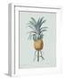 Bromelia Ananas - Celadon-Pierre Joseph Redoute-Framed Giclee Print