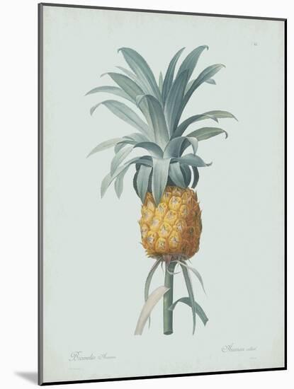 Bromelia Ananas - Celadon-Pierre Joseph Redoute-Mounted Giclee Print