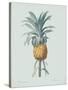 Bromelia Ananas - Celadon-Pierre Joseph Redoute-Stretched Canvas