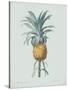 Bromelia Ananas - Celadon-Pierre Joseph Redoute-Stretched Canvas