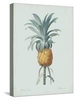 Bromelia Ananas - Celadon-Pierre Joseph Redoute-Stretched Canvas