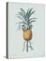 Bromelia Ananas - Celadon-Pierre Joseph Redoute-Stretched Canvas