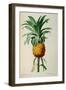 Bromelia Ananas, from Les Bromeliacees-Pierre-Joseph Redouté-Framed Giclee Print