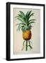 Bromelia Ananas, from Les Bromeliacees-Pierre-Joseph Redouté-Framed Giclee Print