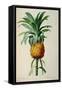 Bromelia Ananas, from Les Bromeliacees-Pierre-Joseph Redouté-Framed Stretched Canvas