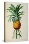 Bromelia Ananas, from Les Bromeliacees-Pierre-Joseph Redouté-Stretched Canvas