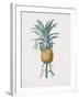 Bromelia Ananas-Pierre Joseph Redoute-Framed Giclee Print