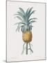 Bromelia Ananas-Pierre Joseph Redoute-Mounted Giclee Print