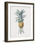 Bromelia Ananas-Pierre Joseph Redoute-Framed Giclee Print