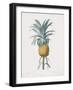 Bromelia Ananas-Pierre Joseph Redoute-Framed Giclee Print