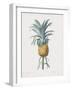 Bromelia Ananas-Pierre Joseph Redoute-Framed Giclee Print