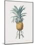 Bromelia Ananas-Pierre Joseph Redoute-Mounted Giclee Print